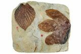 Wide Plate with Two Fossil Leaves (Two Species) - Montana #262700-2